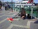 Aborigonal Guy Playing Didgereedoo